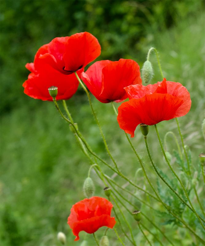 Papaver rhoeas 
