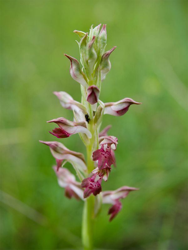 Anacamptis coriophora subsp. fragrans     