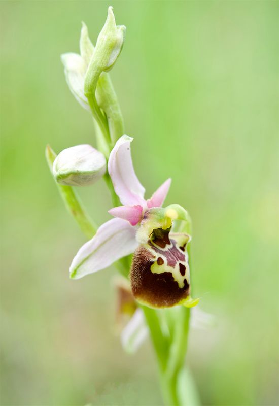 Ophrys holoserica 