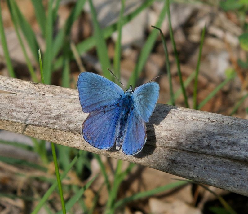 Lysandra bellargus