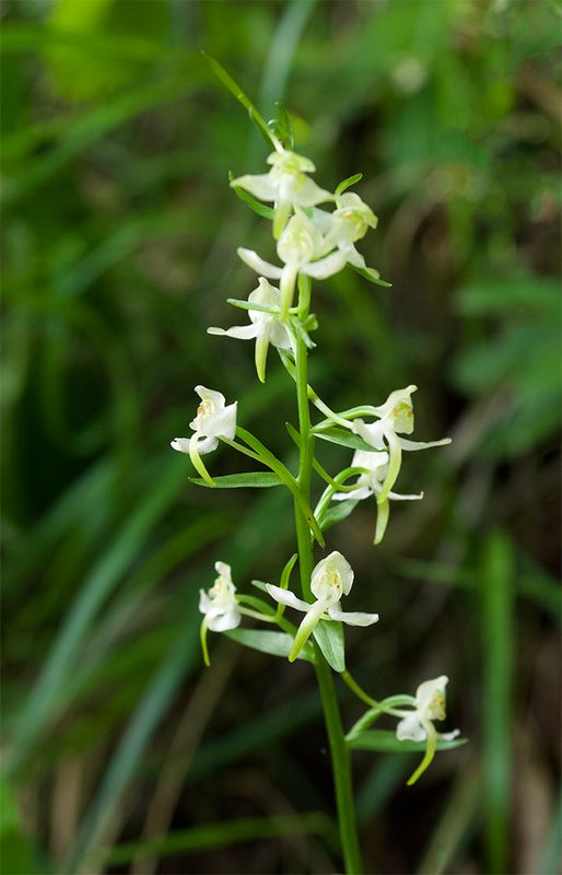 Platanthera chlorantha 