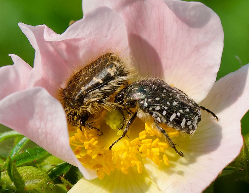 Oxythyrea funesta
