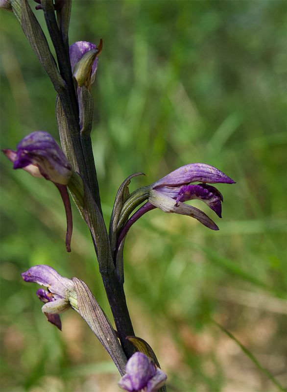 Limodorum abortivum