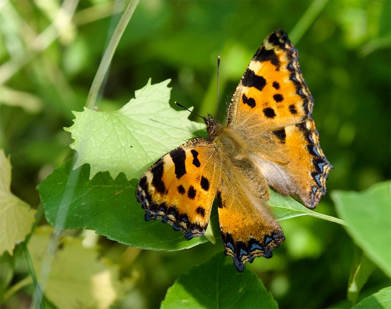 Nymphalis polychloros