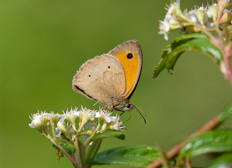 Maniola jurtina 