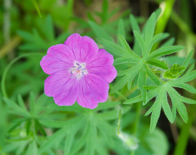 Geranium sanguineum 
