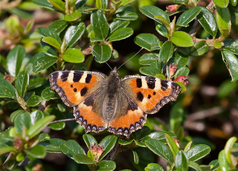 Aglais urticae
