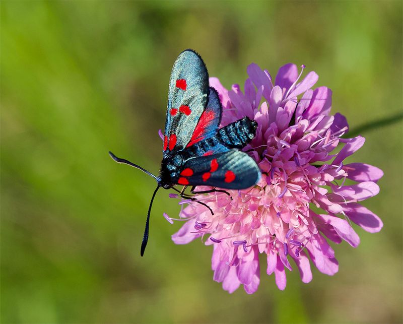 Zygaena trifolii 