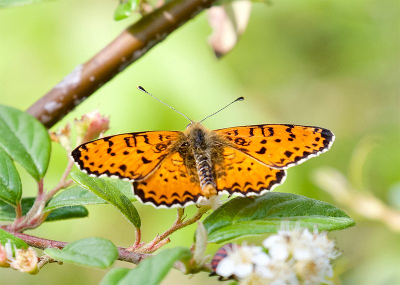 Melitaea didyma 