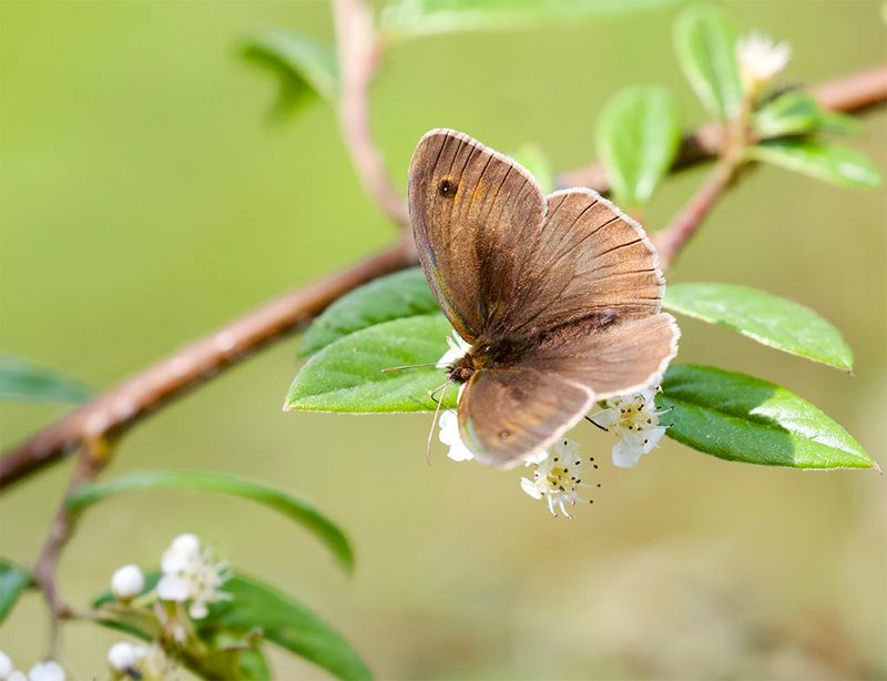 Maniola jurtina  
