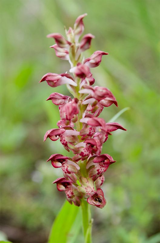 Anacamptis coriophora subsp. fragrans  