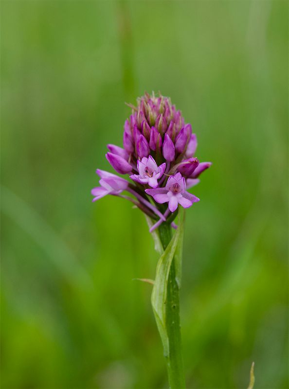 Anacamptis pyramidalis