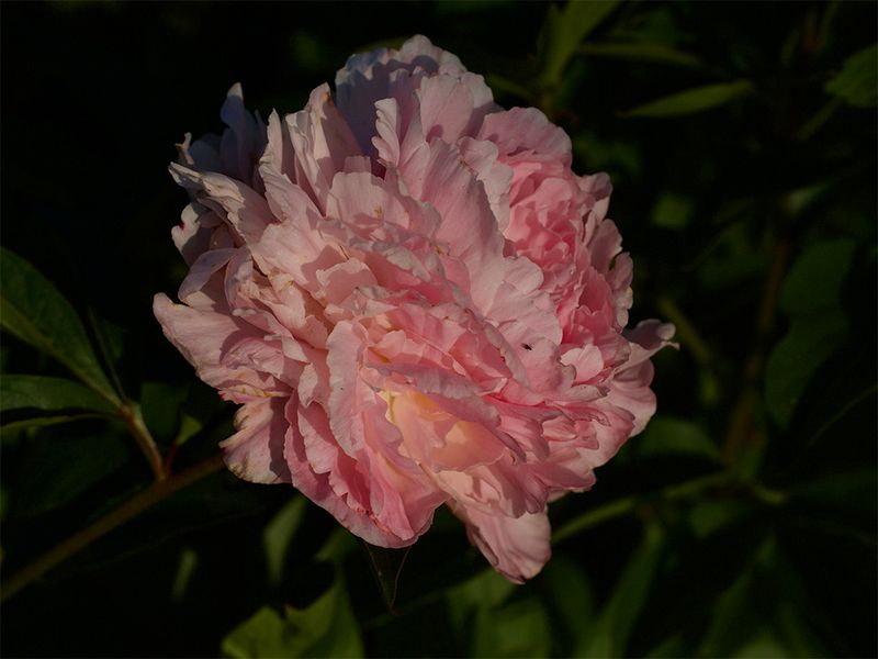 Rosa