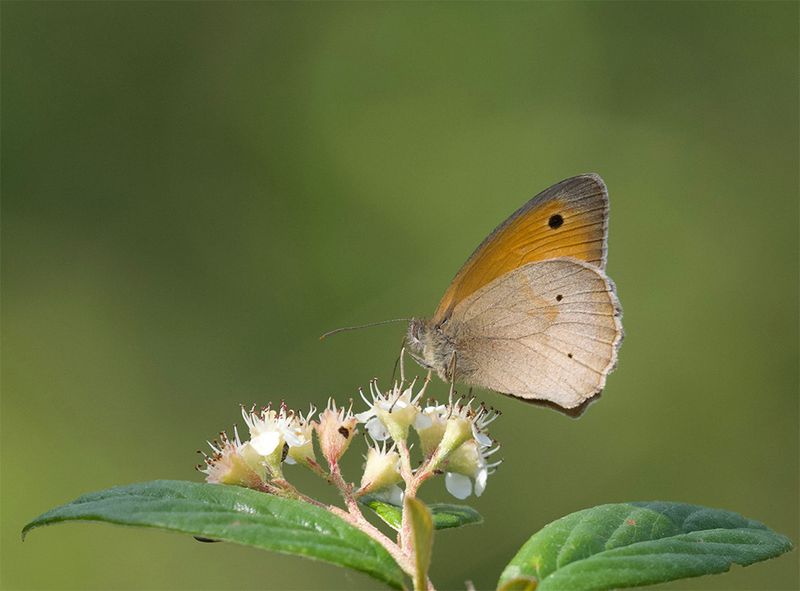 Maniola jurtina  