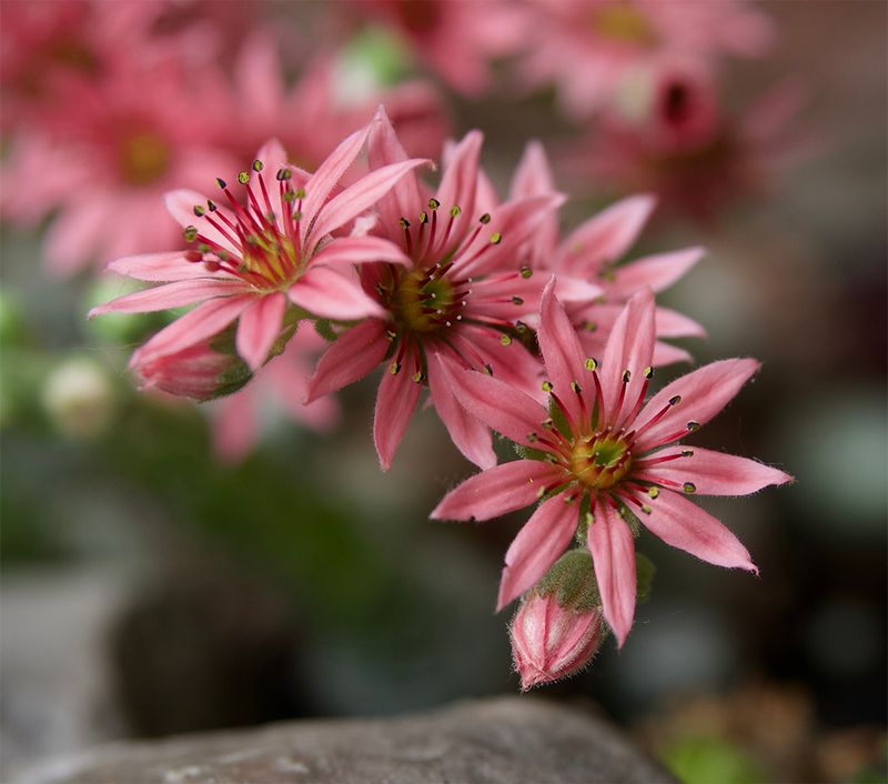 Sempervivum arachnoideum