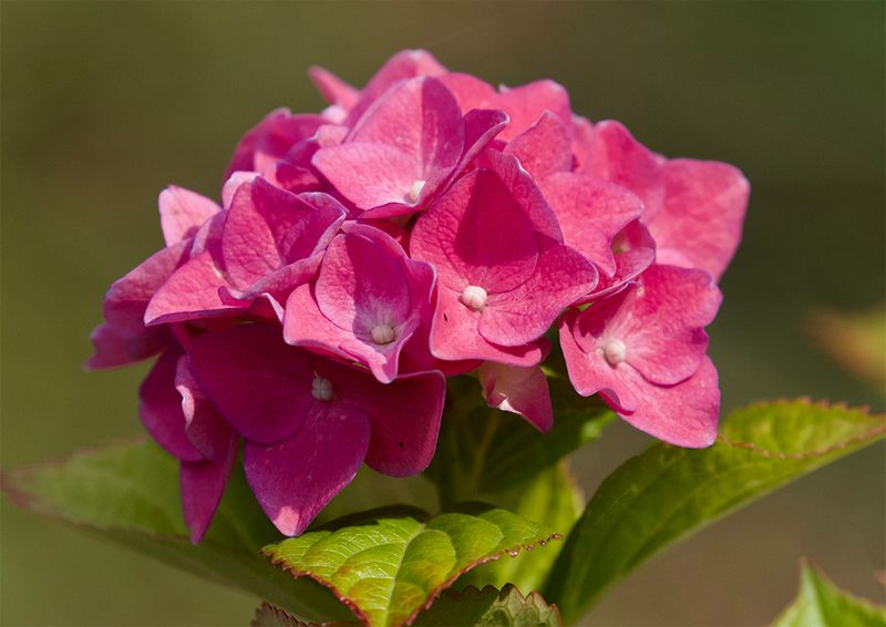 Hydrangea 