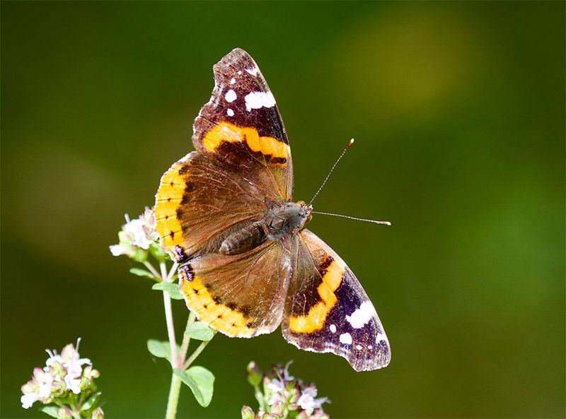 Vanessa atalanta 