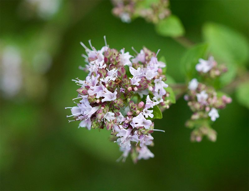 Origanum vulgare
