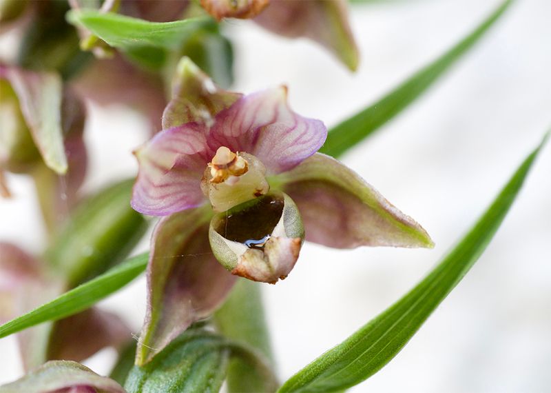 Epipactis helleborine 