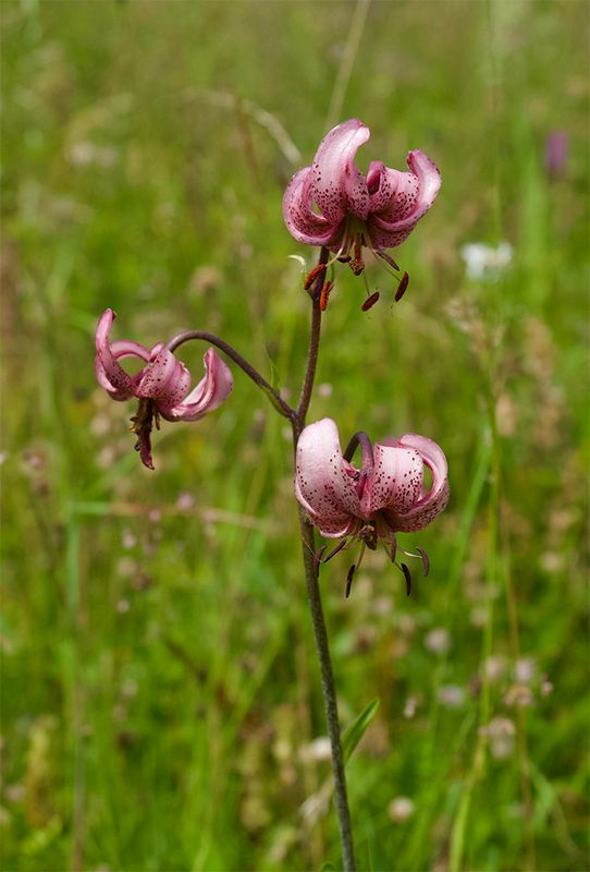 Lilium martagon 