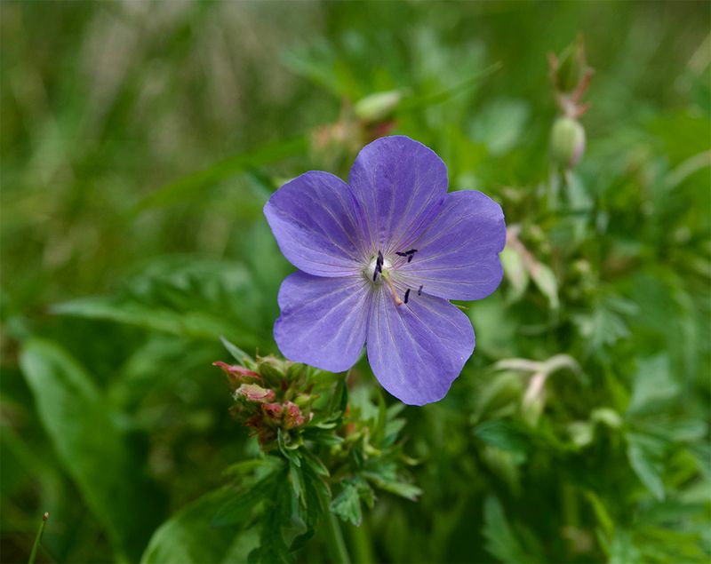 Geranium pratense 