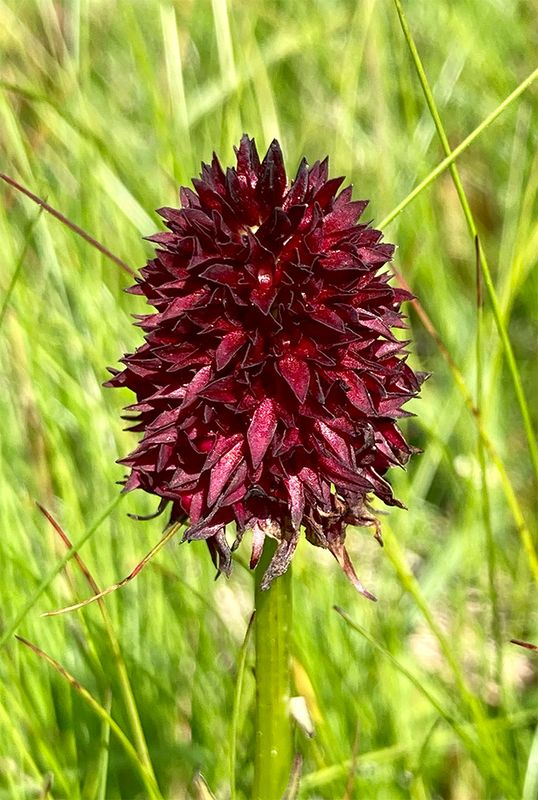 Gymnadenia rhellicani 