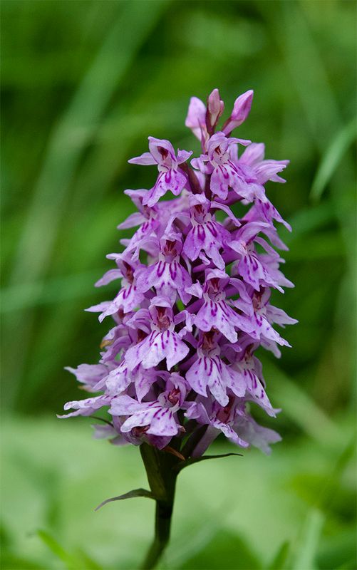 Dactylorhiza fuchsii 