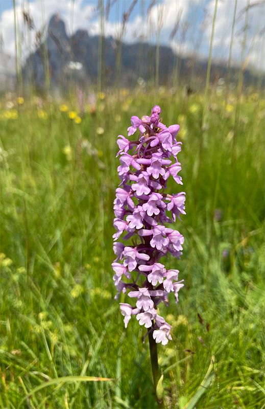Gymnadenia conopsea 