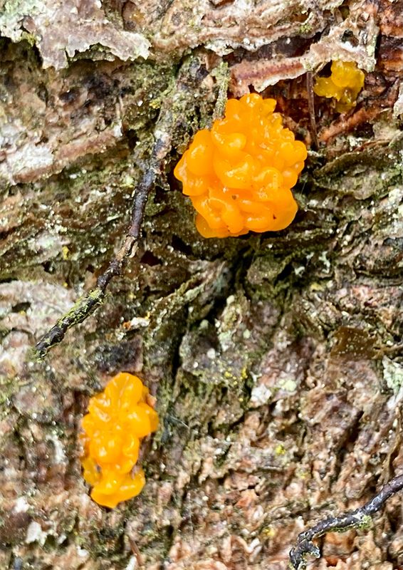 Tremela aurantia