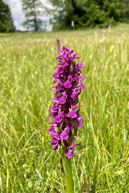 Dactylorhiza majalis alpestris 