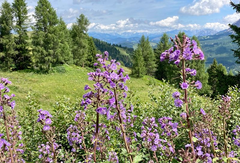 Cicerbita alpina  
