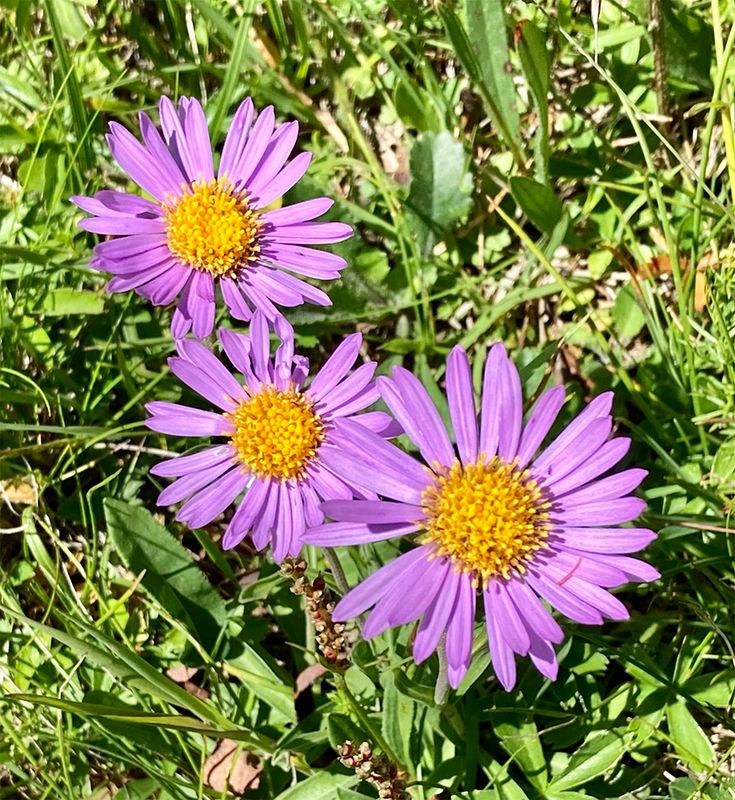 Aster alpinus