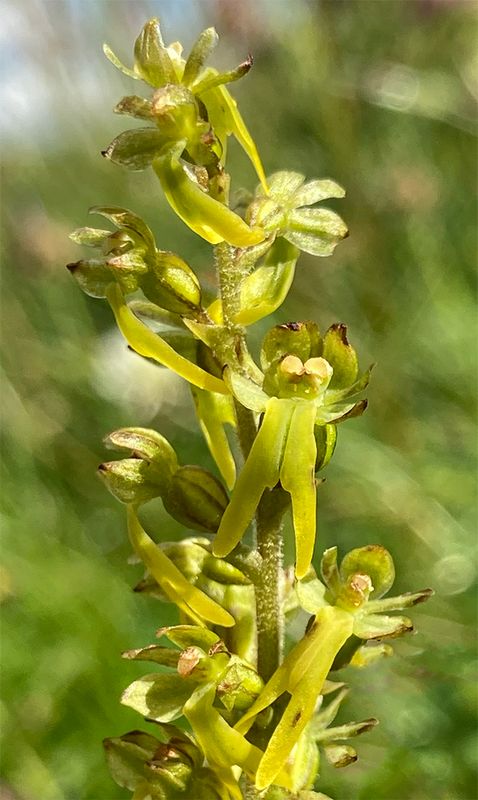 Listera ovata 