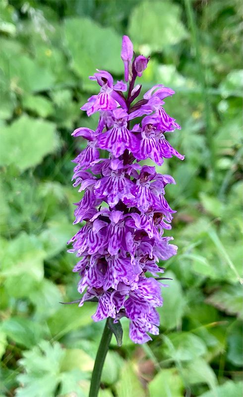 Dactylorhiza fuchsii 