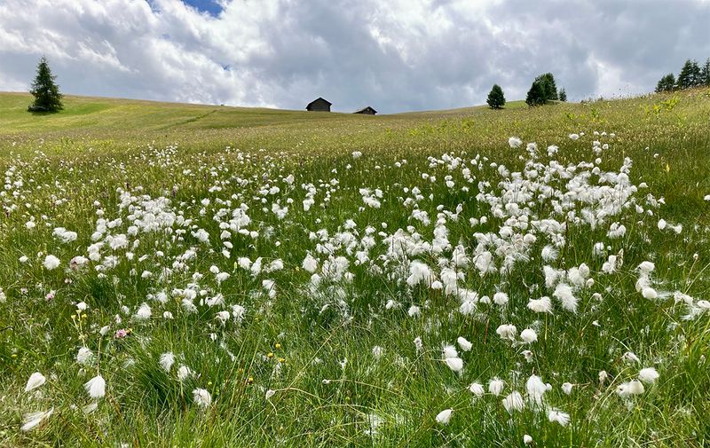 Eriophorum angustifolium