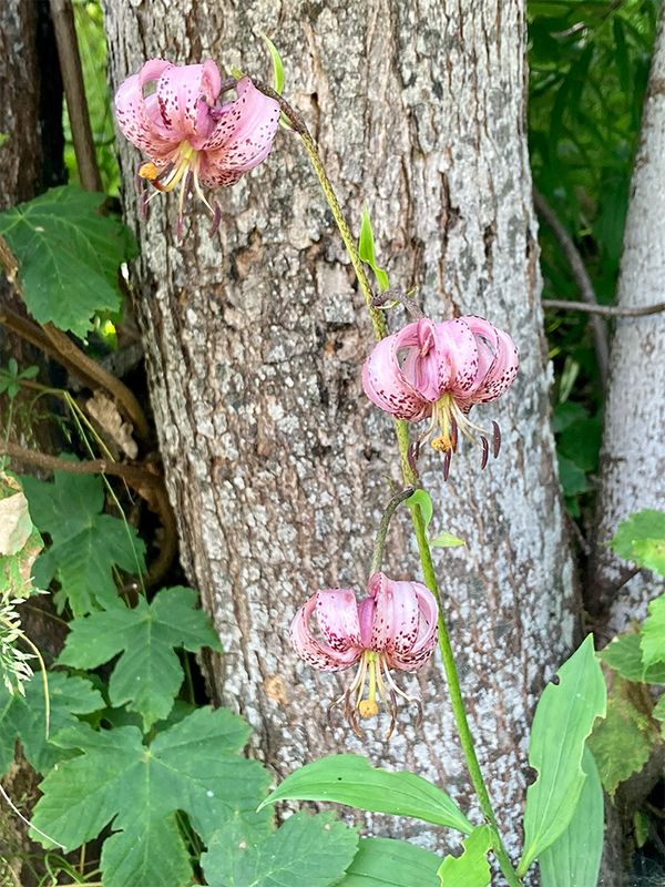 Lilium martagon 