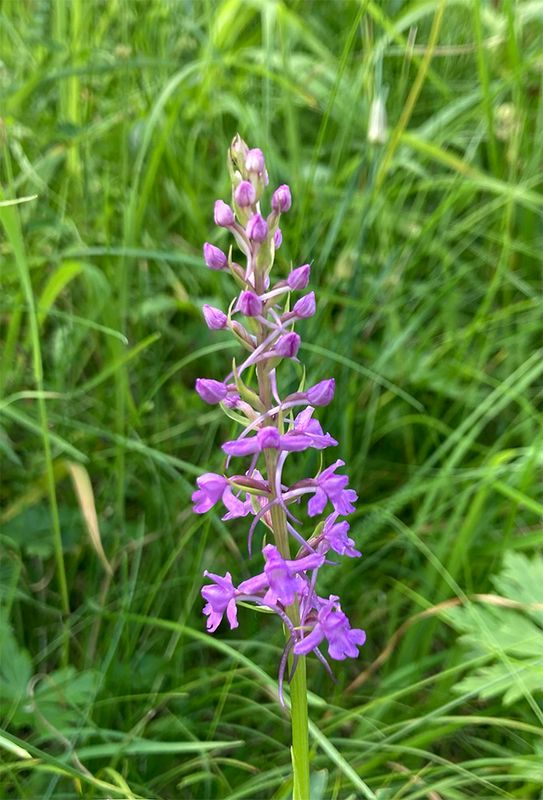 Gymnadenia conopsea 