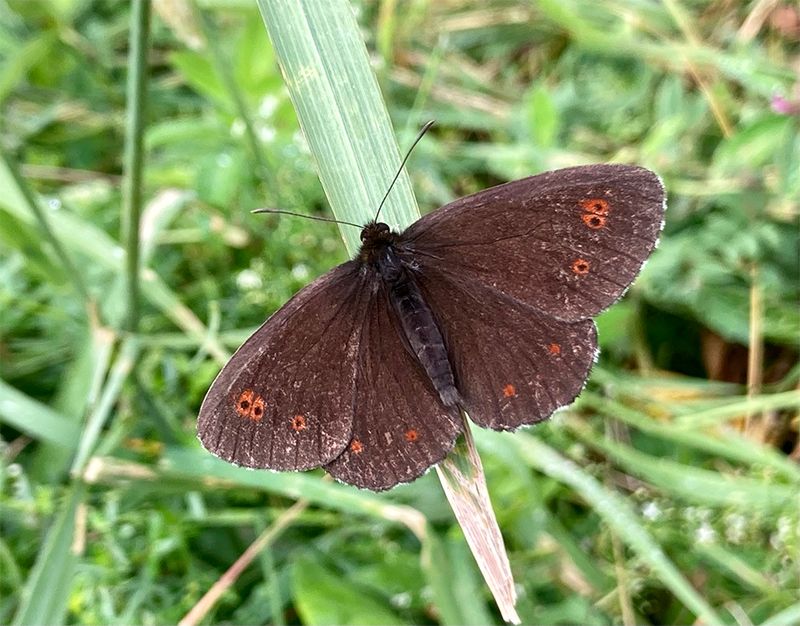 Erebia euryale