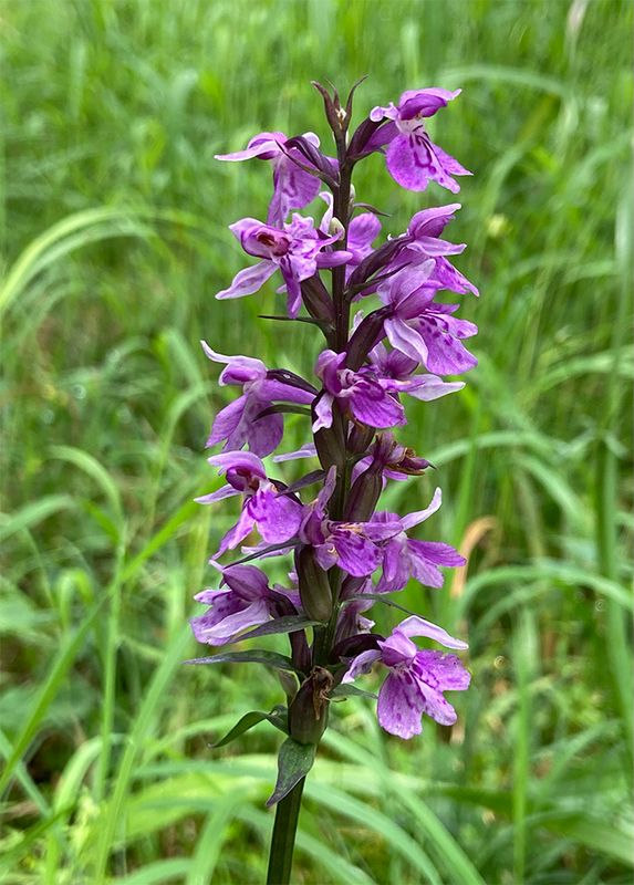 Dactylorhiza fuchsii 