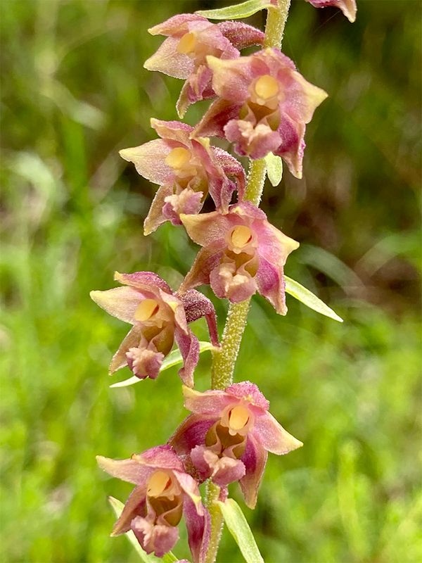 Epipactis atrorubens 