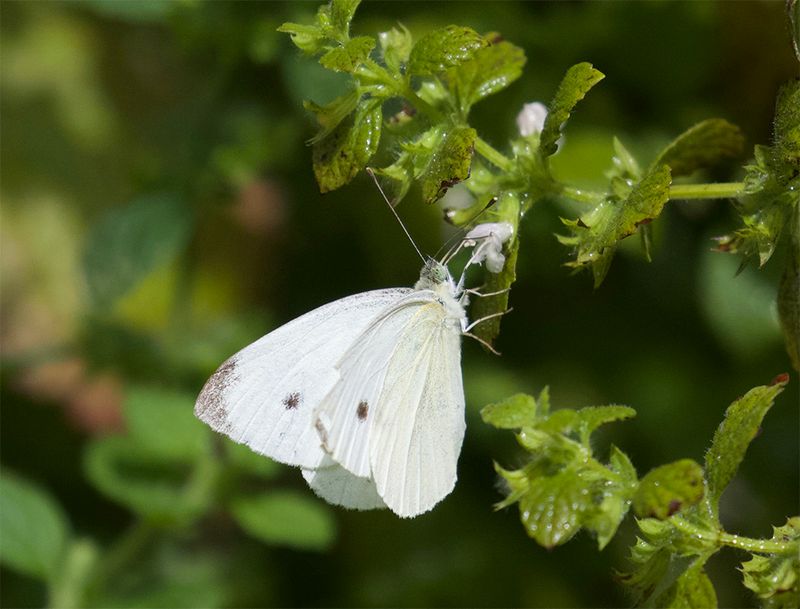Pieris rapae