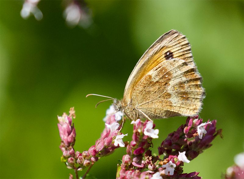 Pyronia tithonus 