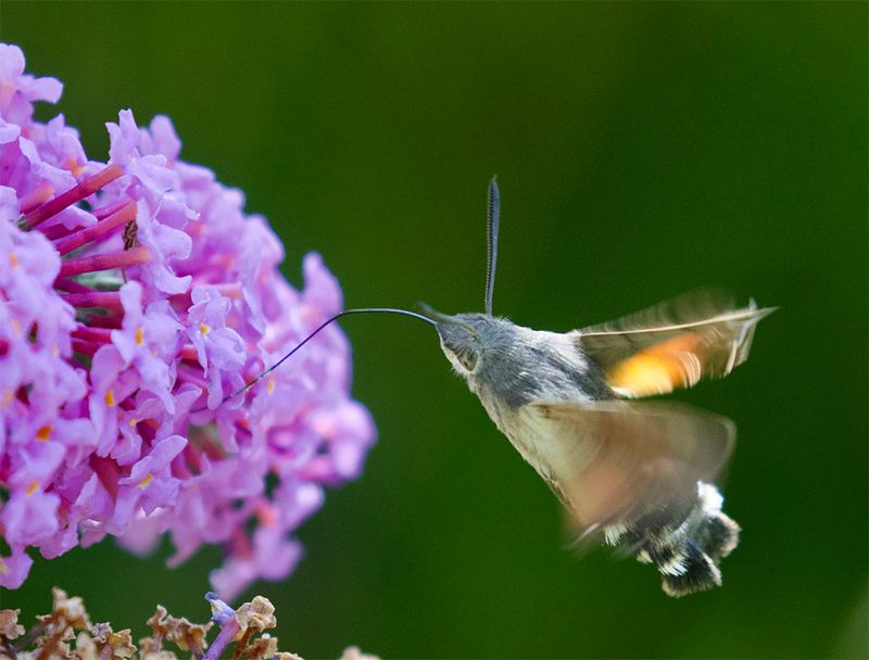 Macroglossum stellatarum