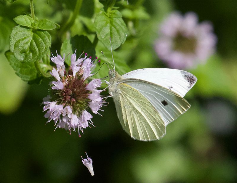 Pieris rapae 