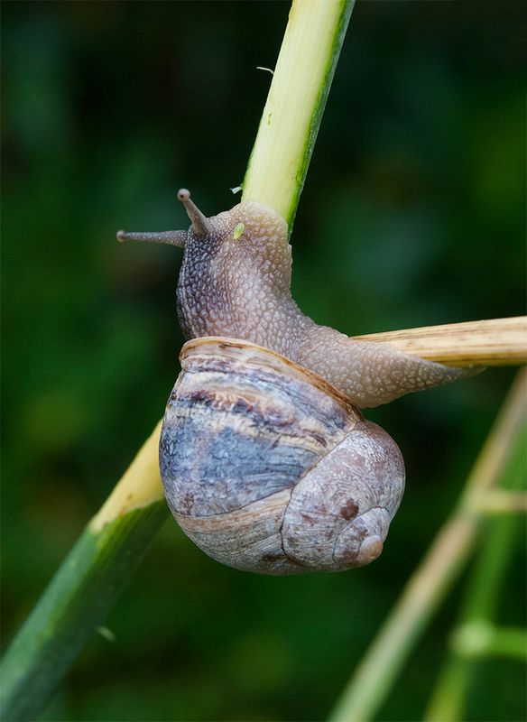 Cornu aspersum