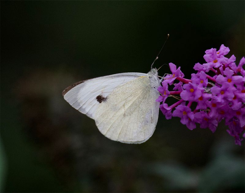 Pieris brassicae