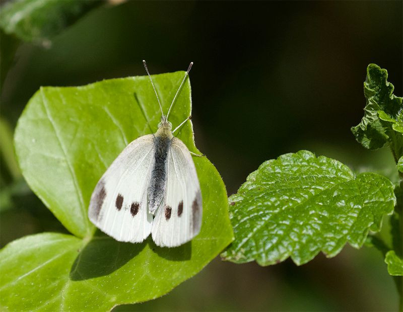 Pieris rapae 