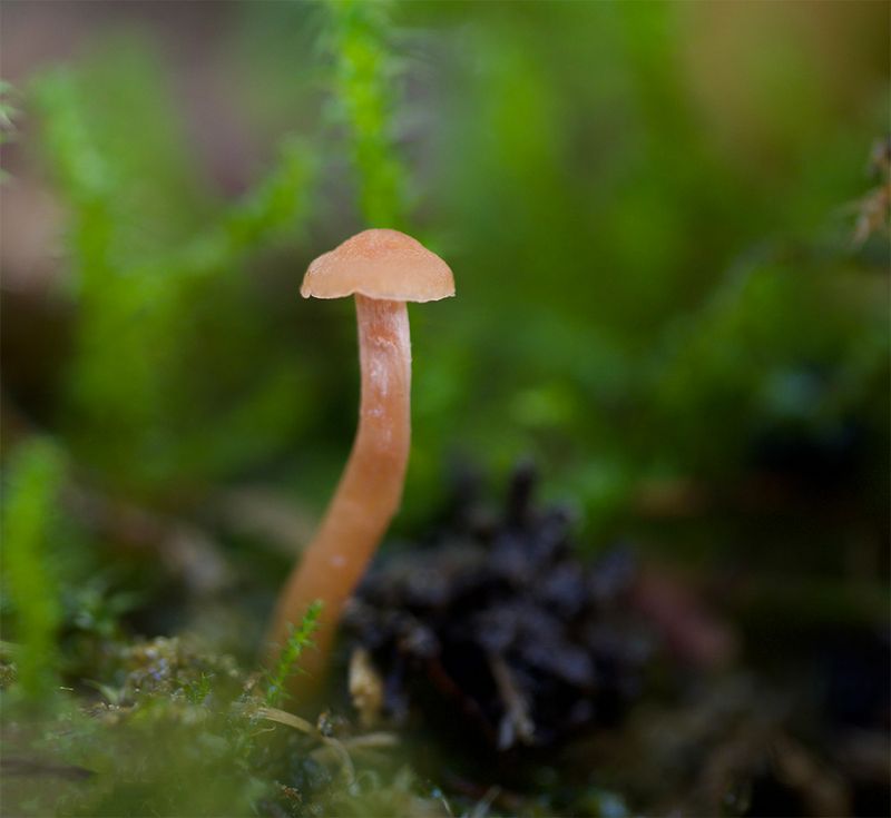 Laccaria laccata