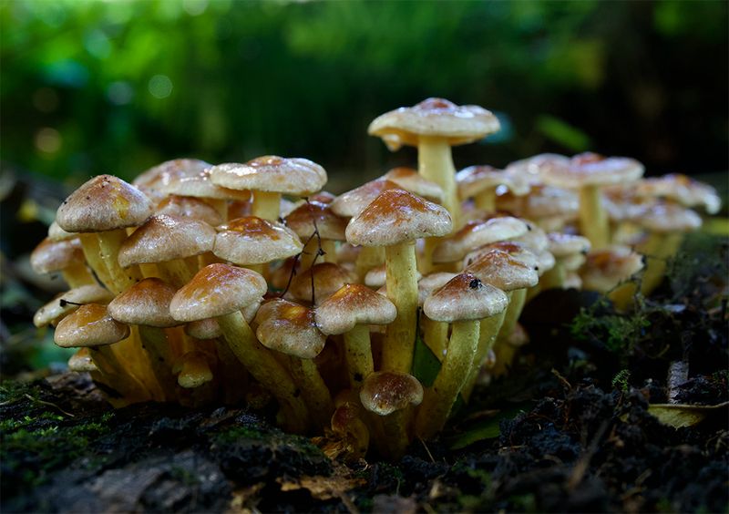 Hypholoma fasciculare