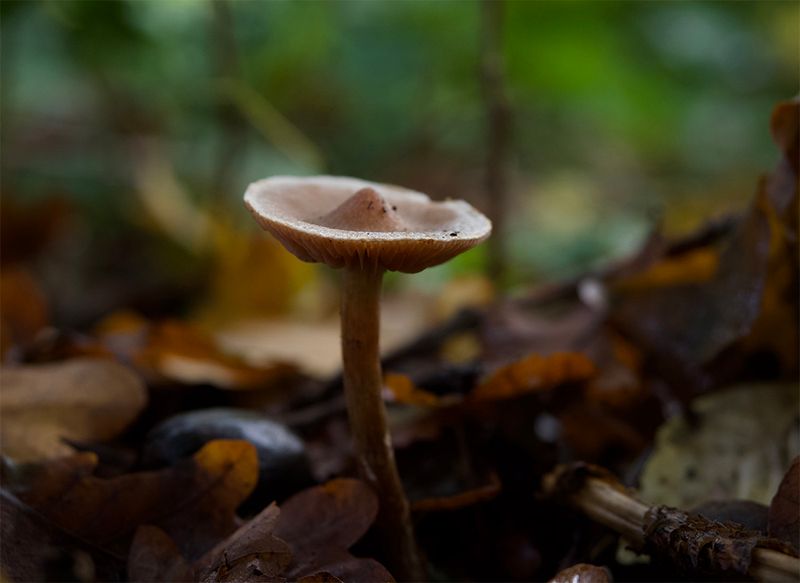Hebeloma mesophaeum 